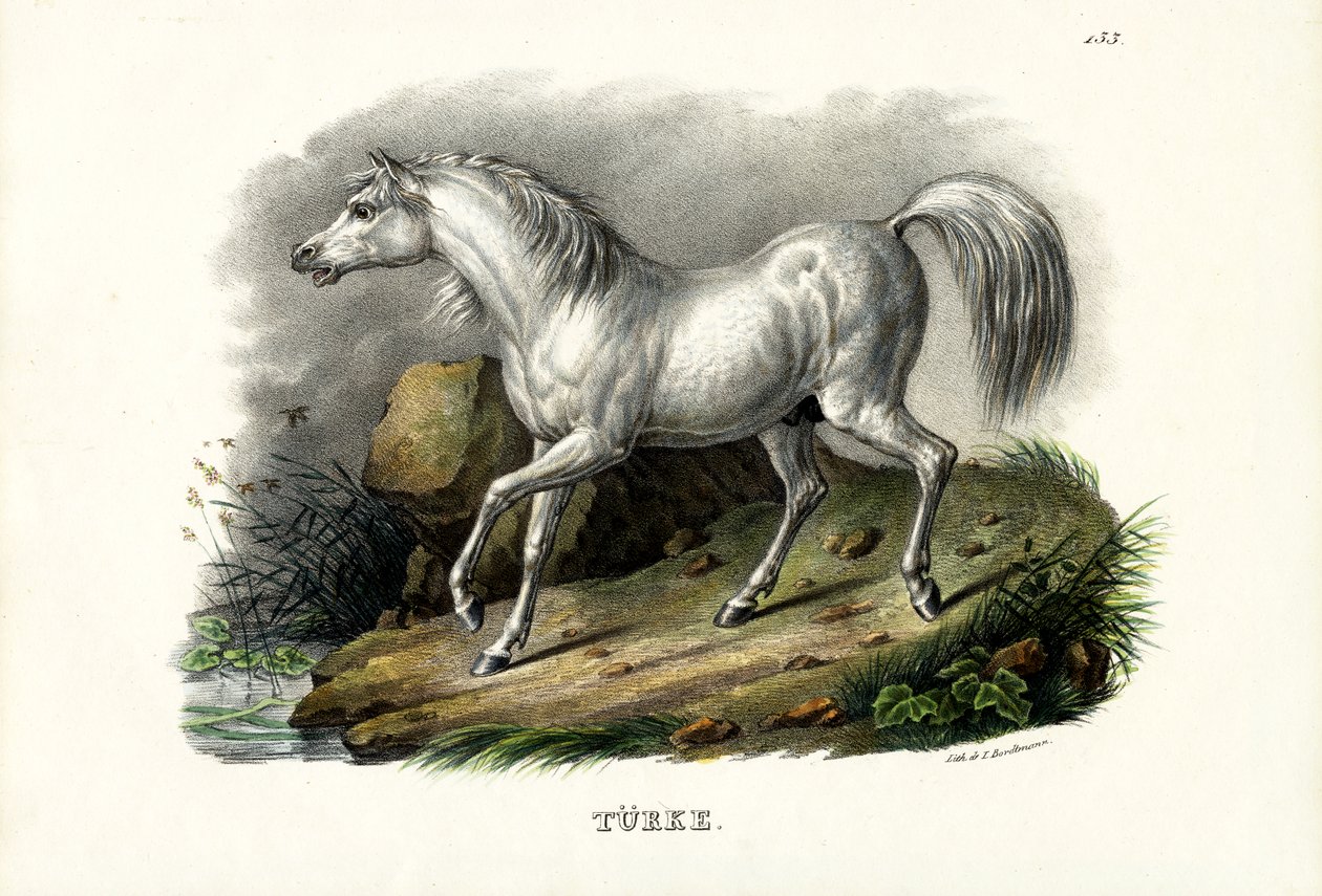Cavallo turco da Karl Joseph Brodtmann