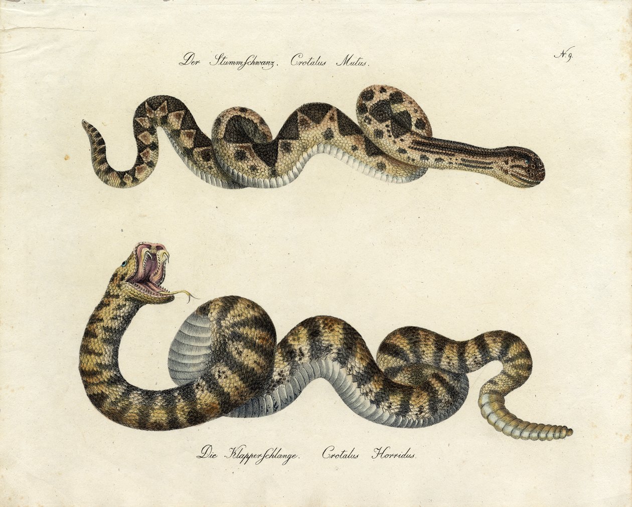  da Karl Joseph Brodtmann