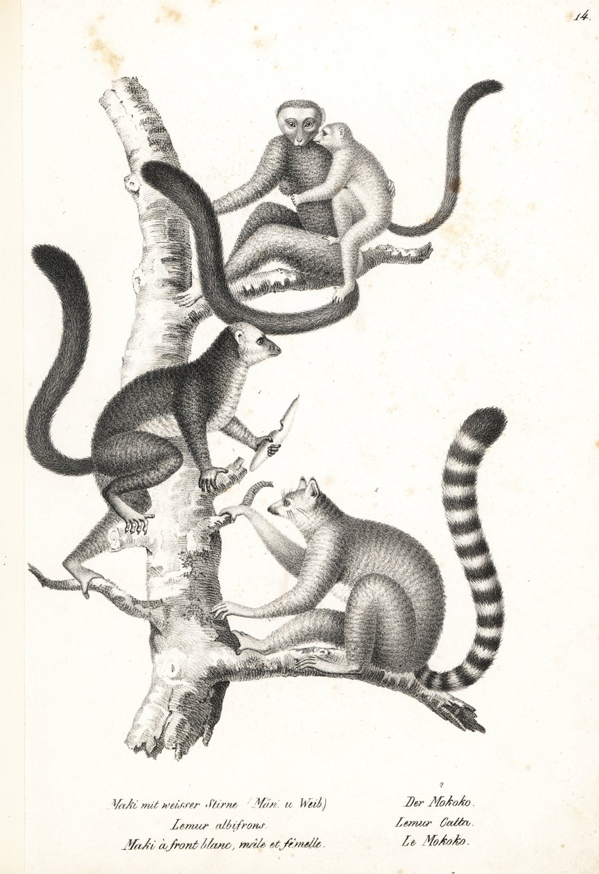 Lemure dalla testa bianca, Eulemur albifrons, maschio e femmina, in pericolo 1, e lemure dalla coda ad anelli, Lemur catta, in pericolo 2. Litografia di Karl Joseph Brodtmann dal libro di Heinrich Rudolf Schinz Storia Naturale Illustrata degli Uomini e deg da Karl Joseph Brodtmann