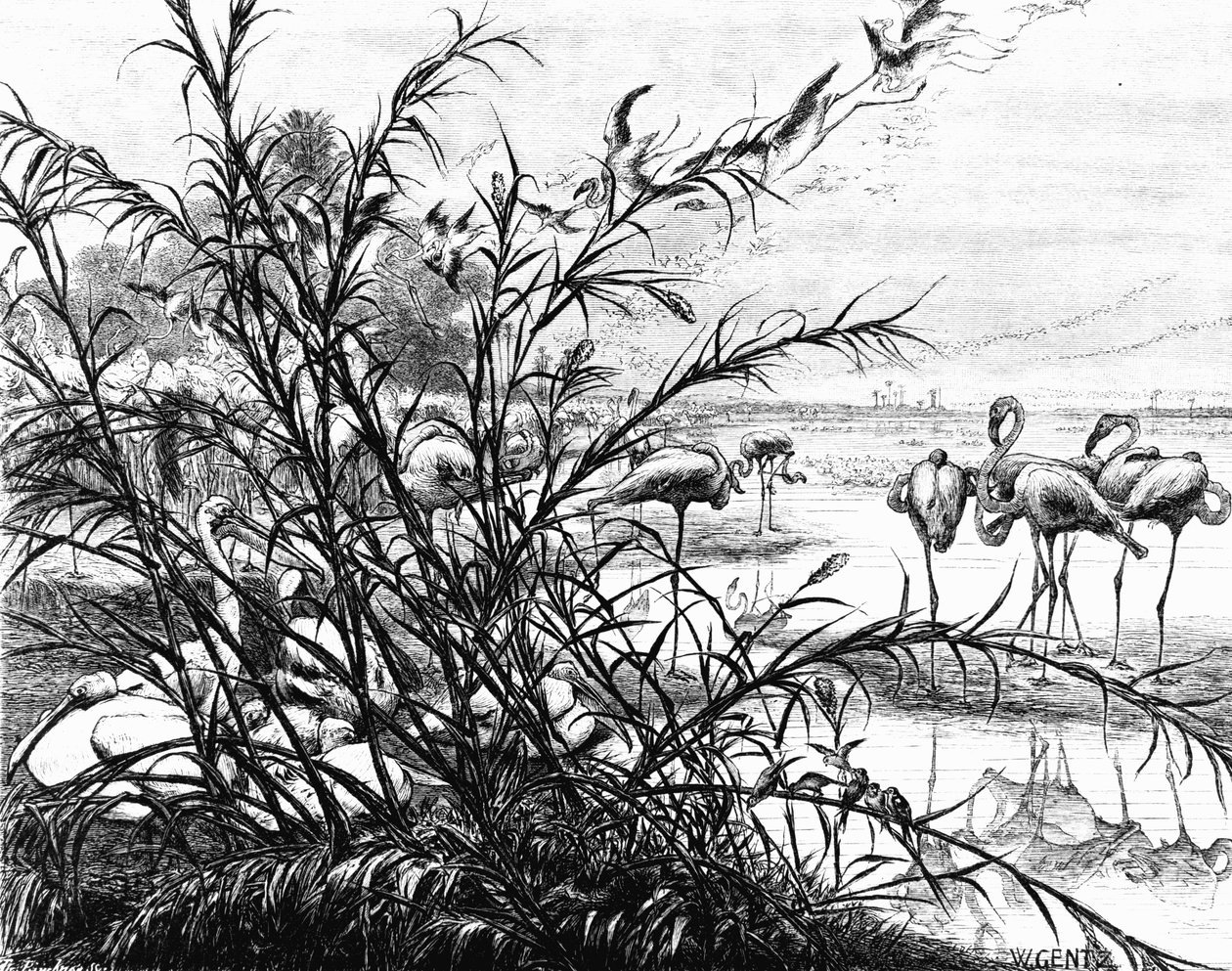 Un parlamento di uccelli sul lago Menaleh da Karl Wilhelm Gentz