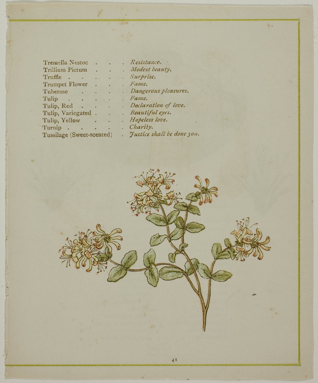 Valeriana attraverso Volkamenia, da Il linguaggio illuminato dei fiori da Kate Greenaway