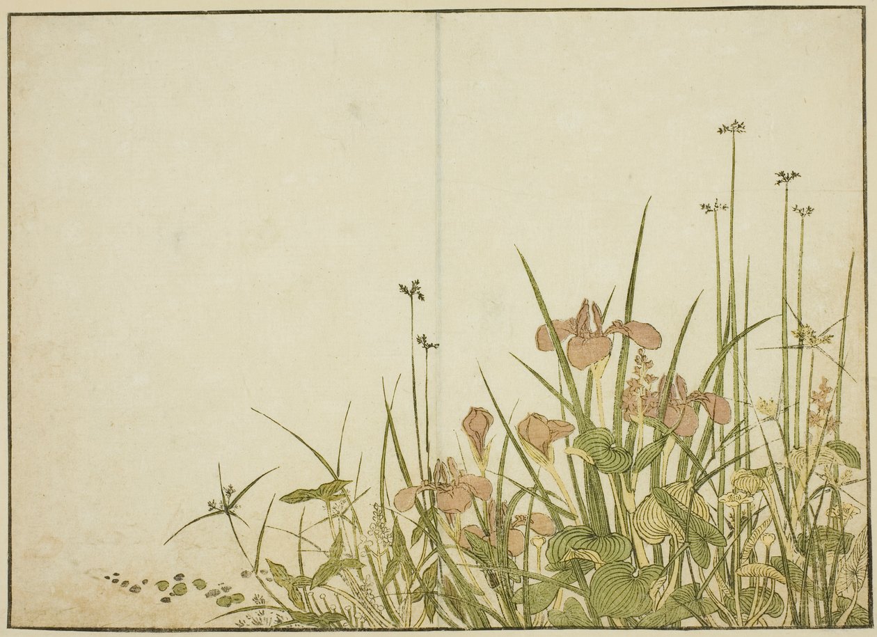 Fiori Estivi: Iris e Piantaggine d