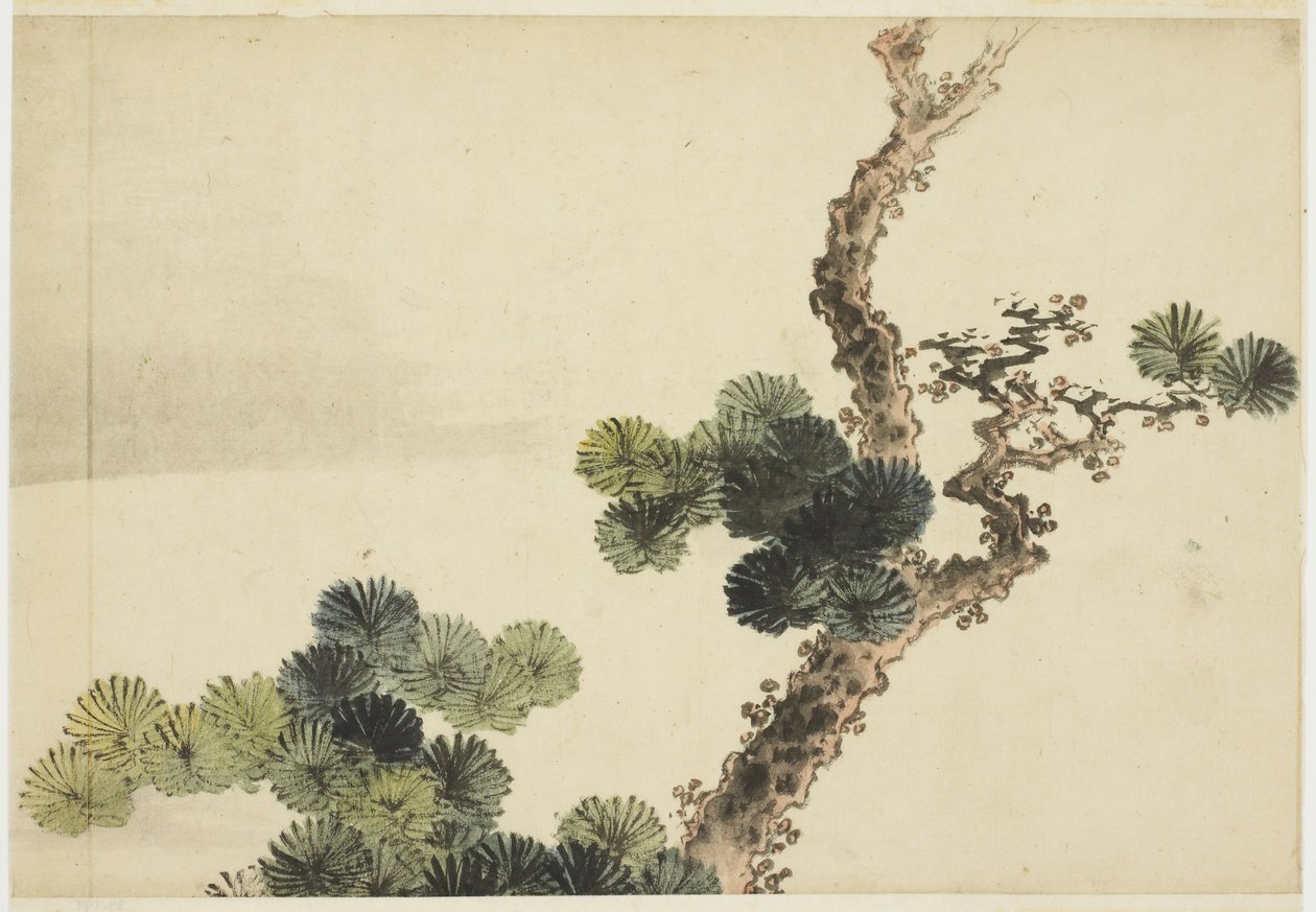 Ramo di pino da Katsushika (school of) Hokusai