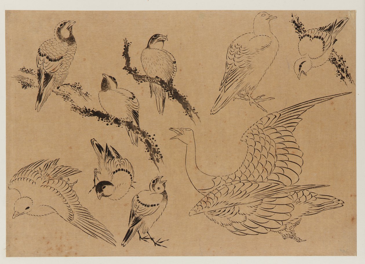 Uccelli, periodo Edo, fine XVIII-inizio XIX secolo da Katsushika Hokusai