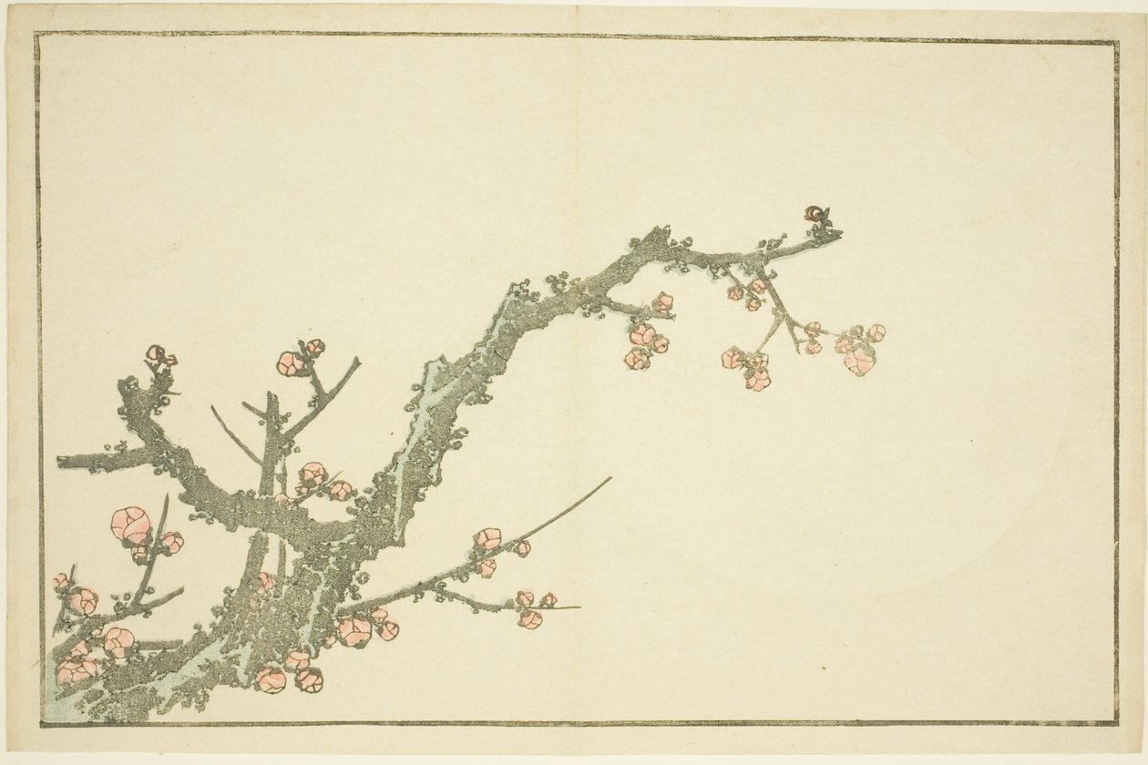 Albero di prugne in fiore, dal Libro delle pitture realistiche di Hokusai da Katsushika Hokusai