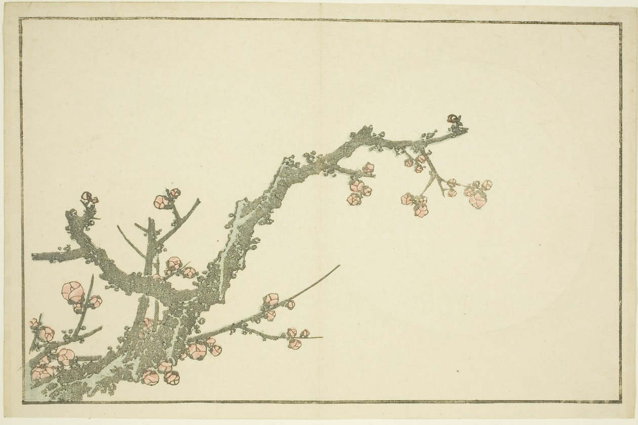 Albero di prugne in fiore, dal Libro illustrato di pitture realistiche di Hokusai (Hokusai shashin gafu), c.1814 da Katsushika Hokusai