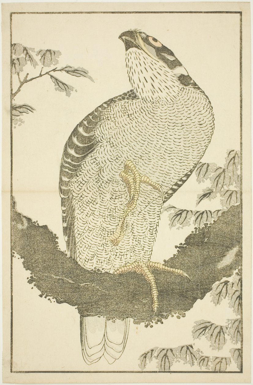 Falco, dal Libro delle pitture realistiche di Hokusai (Hokusai shashin gafu) da Katsushika Hokusai