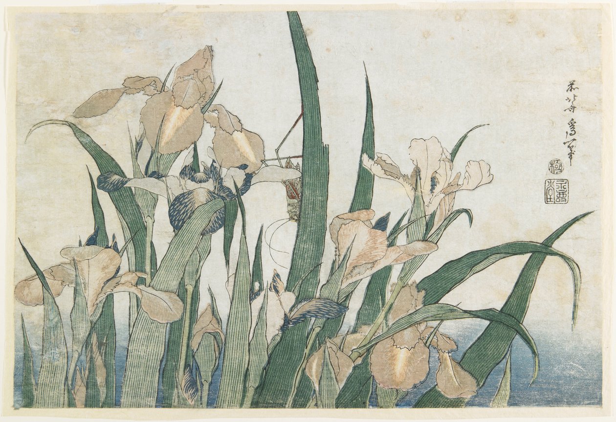 Fiori di iris e cavalletta, c.1830-31 da Katsushika Hokusai