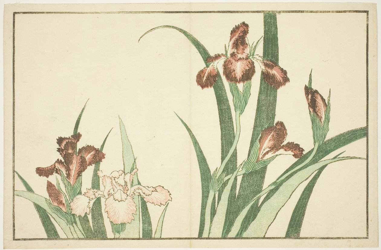 Iris, da Il libro illustrato di dipinti realistici di Hokusai (Hokusai shashin gafu) da Katsushika Hokusai