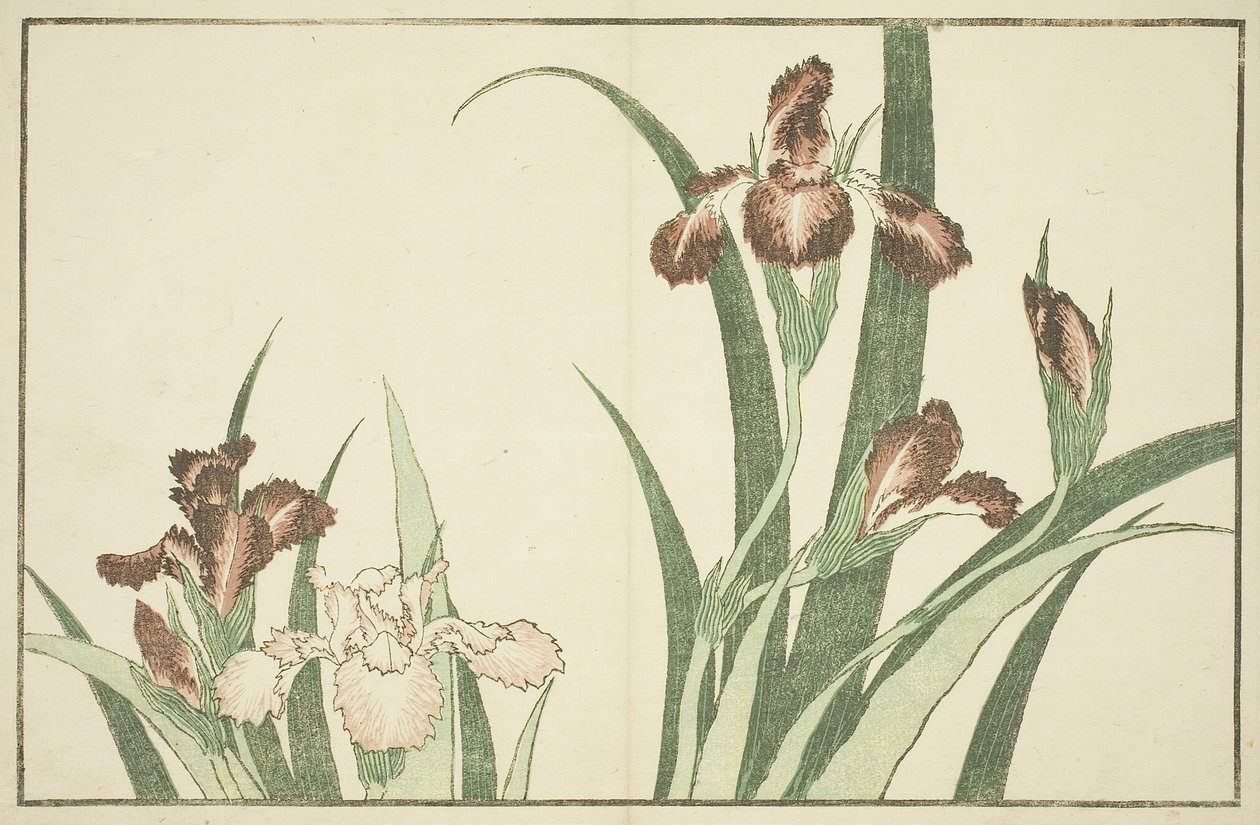 Iris, dal Libro delle Immagini di Pitture Realistiche di Hokusai da Katsushika Hokusai