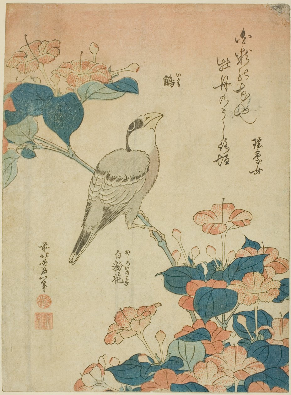 Grosbeak Giapponese e Meraviglia del Perù (Ikaru, oshiroi no hana), da una serie senza titolo di fiori e uccelli da Katsushika Hokusai