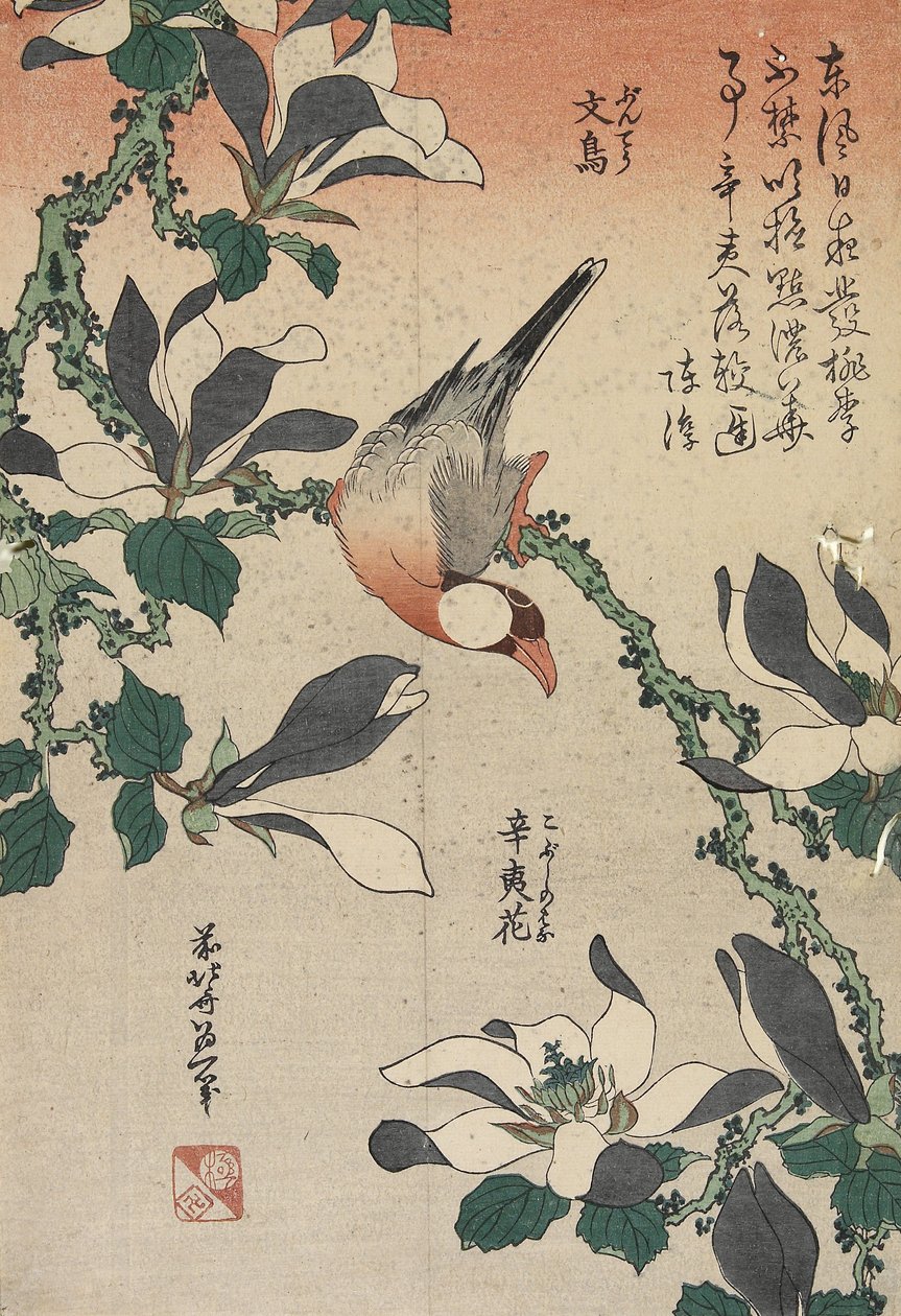 Passero di Giava e Magnolia da Katsushika Hokusai