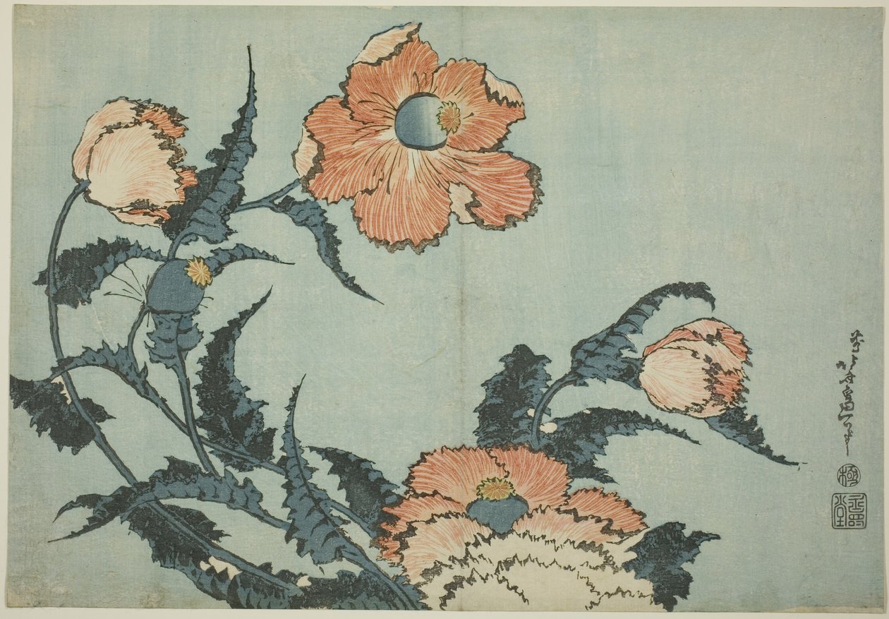 Papaveri, da una serie senza titolo di fiori da Katsushika Hokusai