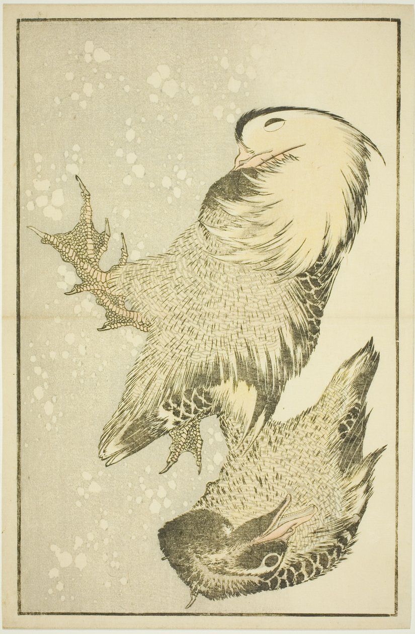 Due uccelli acquatici, dal Libro illustrato di pitture realistiche di Hokusai (Hokusai shashin gafu) da Katsushika Hokusai