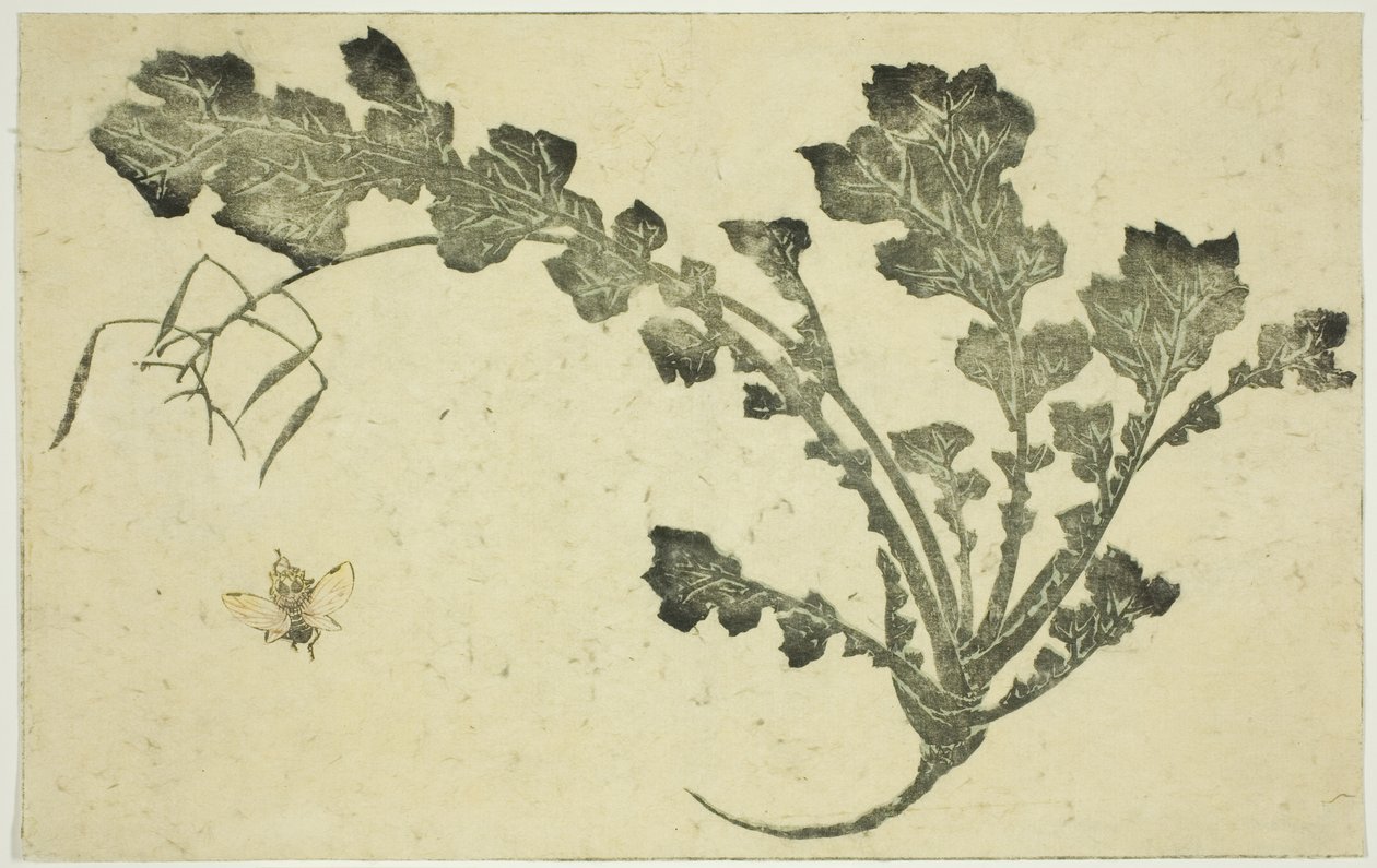 Vespa e gambo di rapa, da "Il libro illustrato dei dipinti realistici di Hokusai (Hokusai shashin gafu)" da Katsushika Hokusai