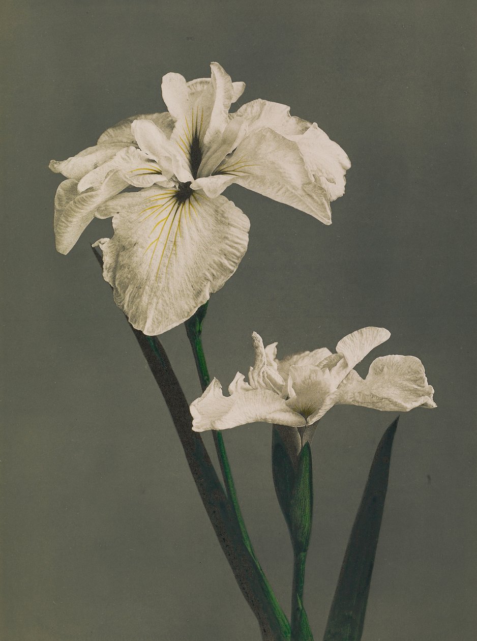 Iris Kaempferi, 1896 da Kazumasa Ogawa