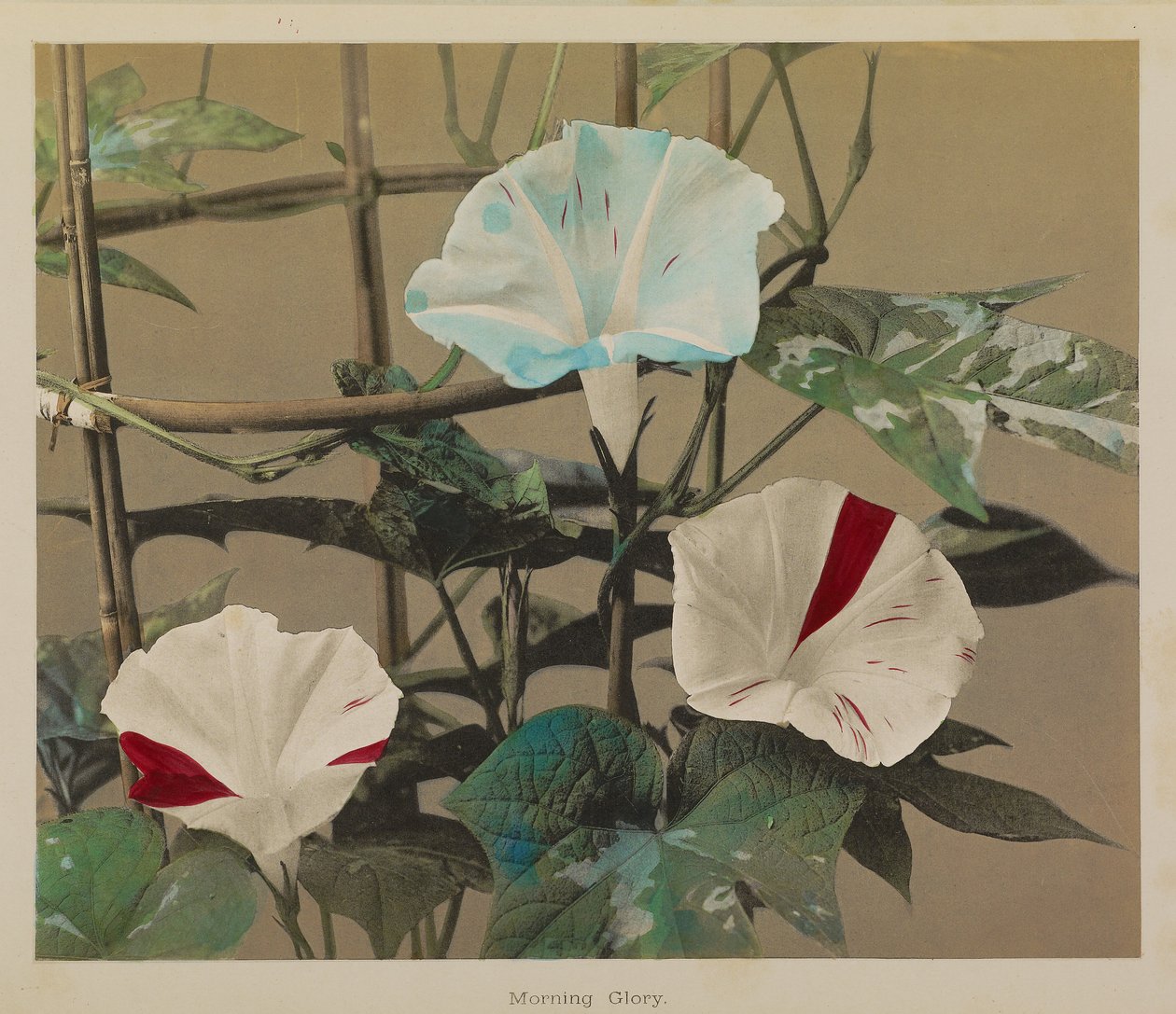 Gloria del mattino da Kazumasa Ogawa