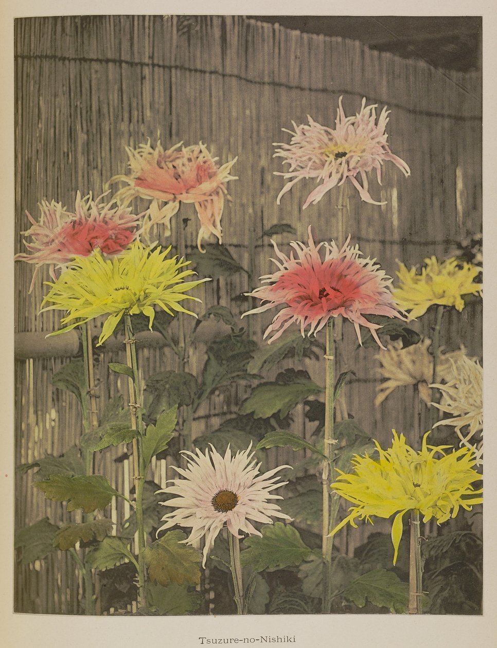 Tsuzure-no-Nishiki da Kazumasa Ogawa