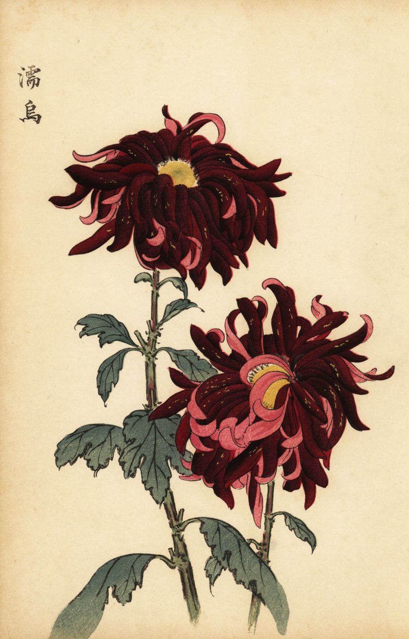 Crisantemo ibrido variegato cremisi e rosa (incisione) da Keika Hasegawa
