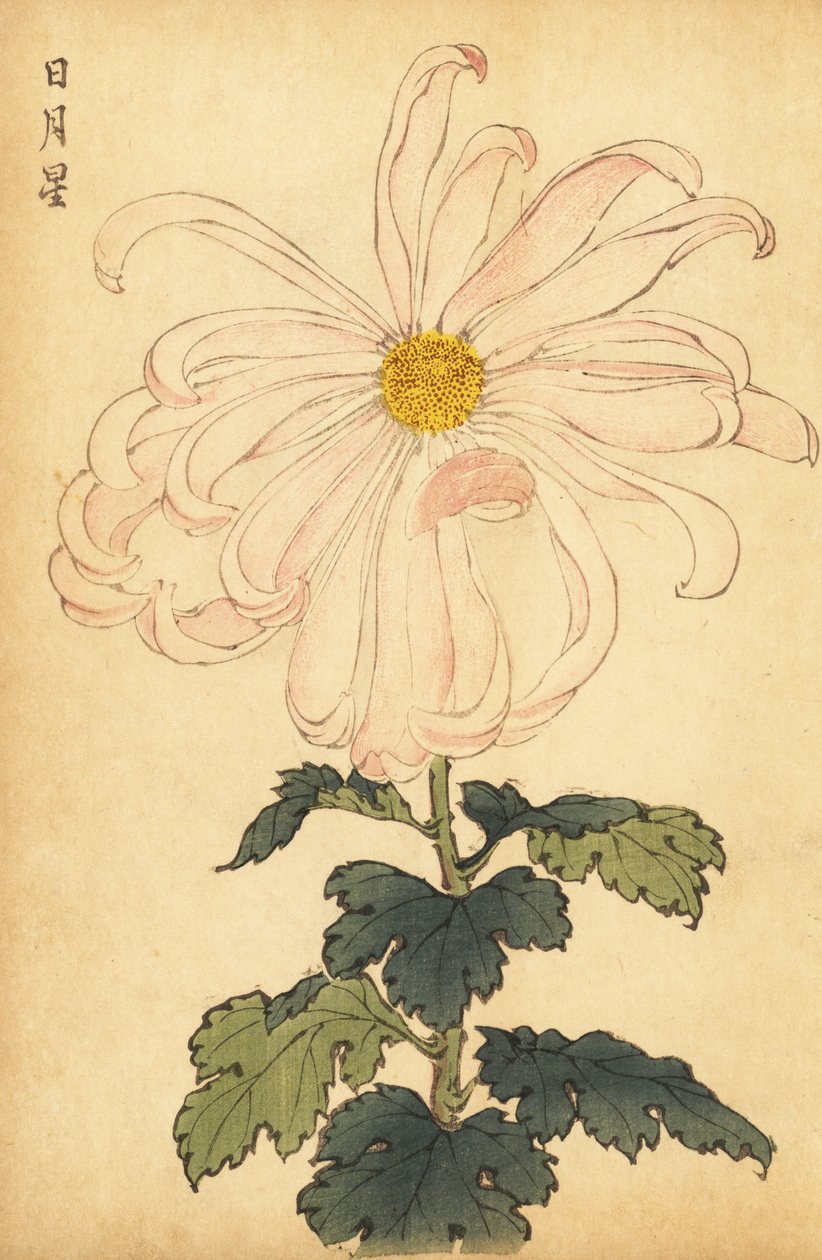 Crisantemo ibrido bianco e rosa (incisione) da Keika Hasegawa