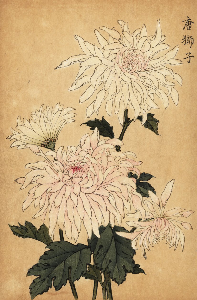 Crisantemo bianco ibrido, Chrysanthemum indicum da Keika Hasegawa