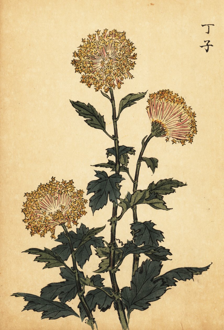 Crisantemo ibrido giallo (incisione) da Keika Hasegawa
