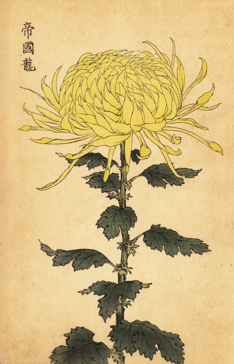 Crisantemo giallo ibrido da Keika Hasegawa