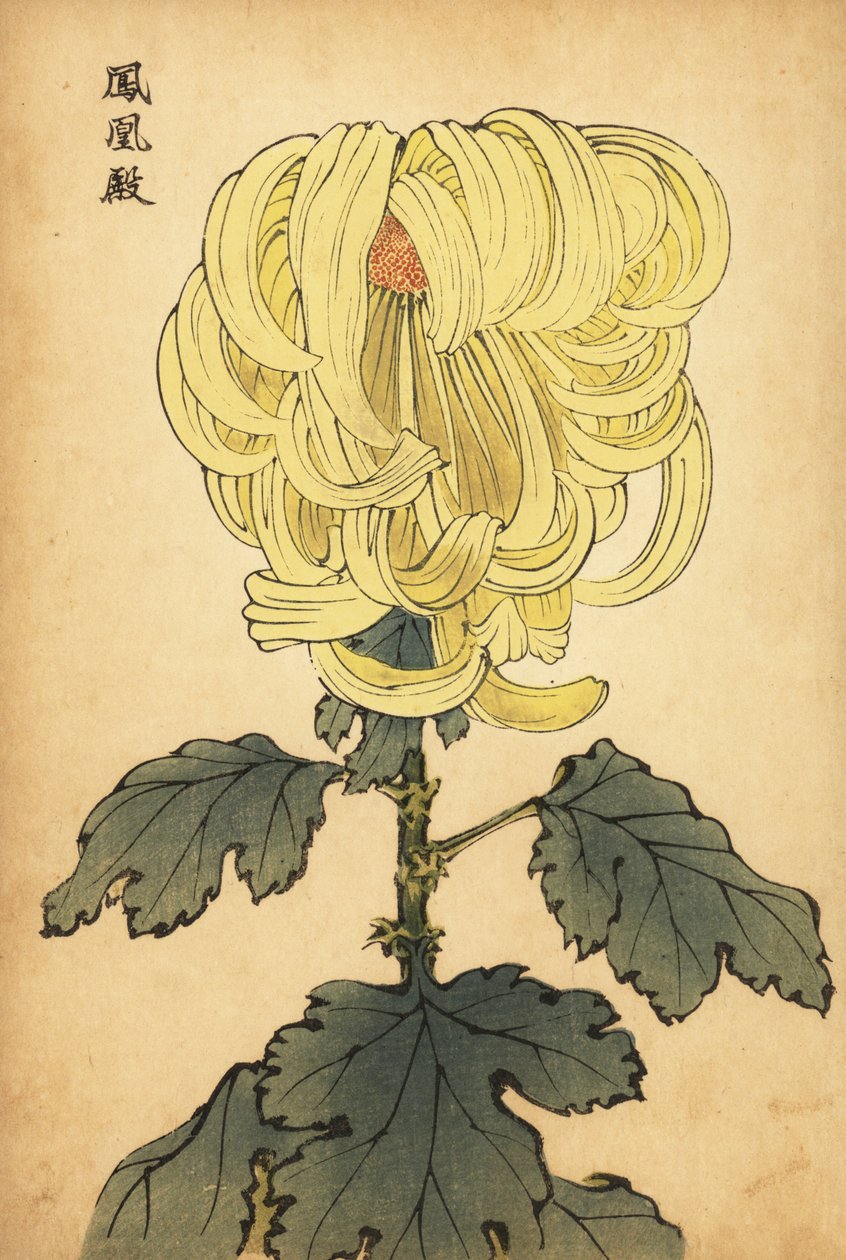 Crisantemo ibrido giallo incurvato, 1893 da Keika Hasegawa