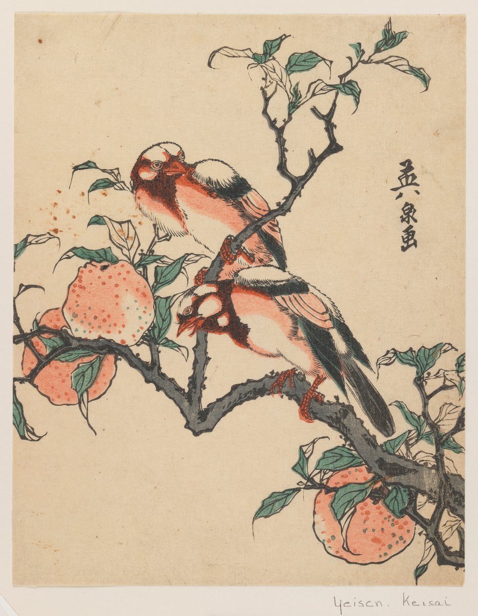 Melograni e uccelli, c.1840 da Keisai Eisen