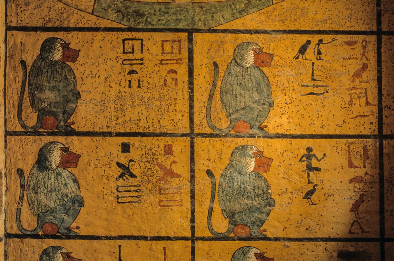 Babuini, pittura murale nella tomba di Re Tutankhamon; KV52, Valle dei Re, Tebe da Kenneth Garrett