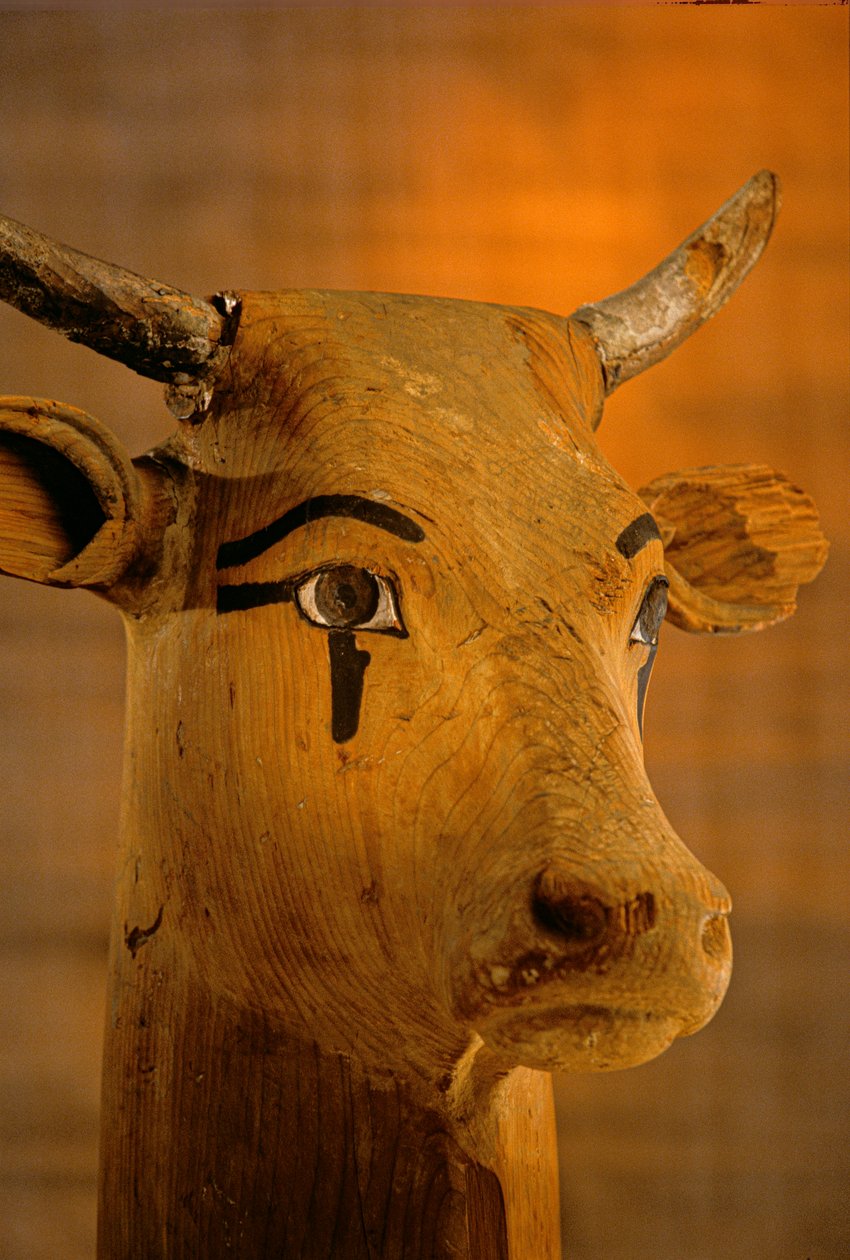 Scultura di testa di mucca, KV35, Amenhotep II, 2009 da Kenneth Garrett