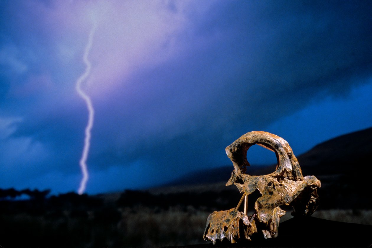 DOH; I primi passi, Teschio rotto, STW 847, Fulmine, High veld, Swartkrans, Sudafrica, 2008 da Kenneth Garrett