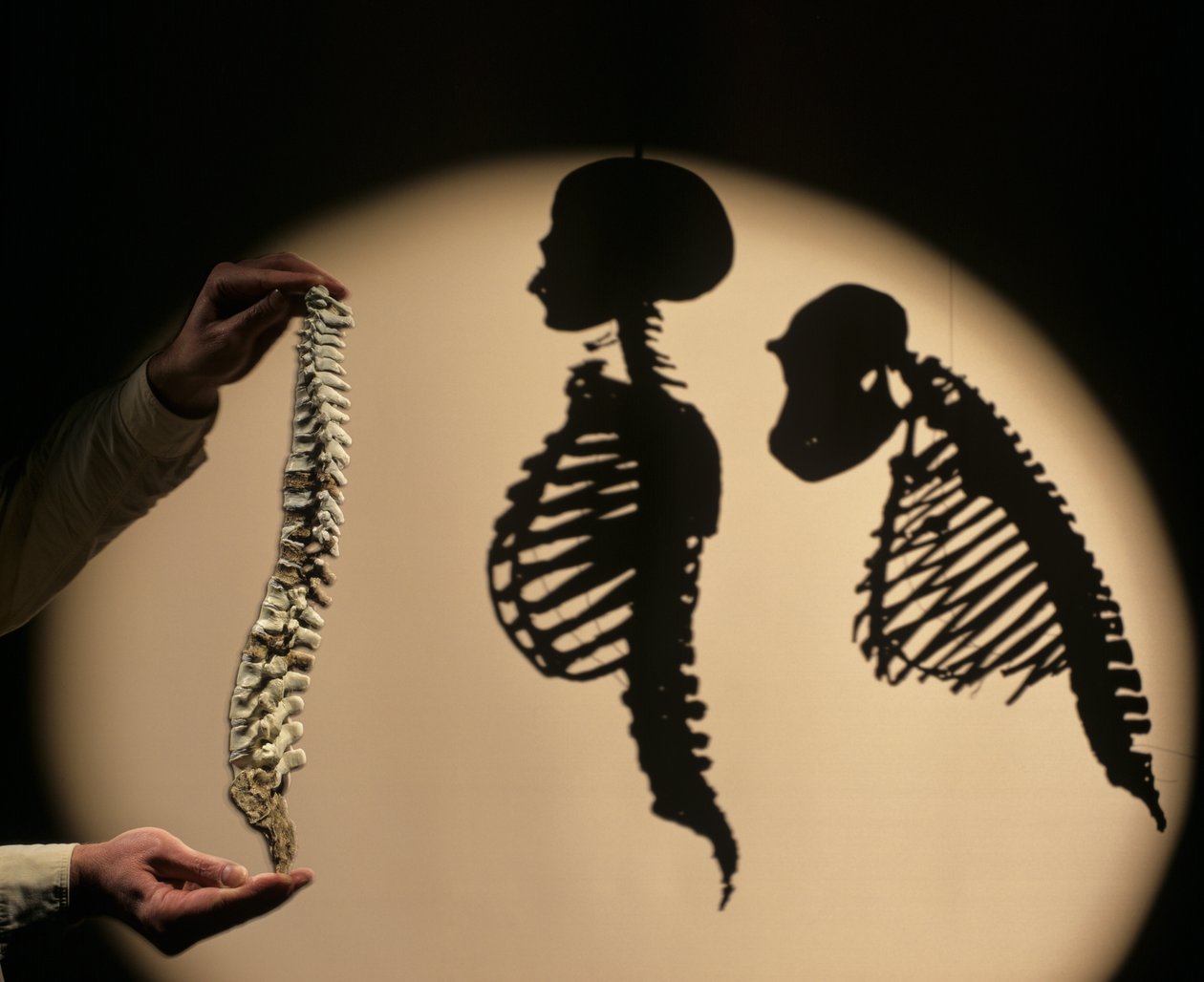 DOH, I primi passi, ricostruzione della colonna vertebrale, Bruce Latimer, Museo di Storia Naturale di Cleveland da Kenneth Garrett