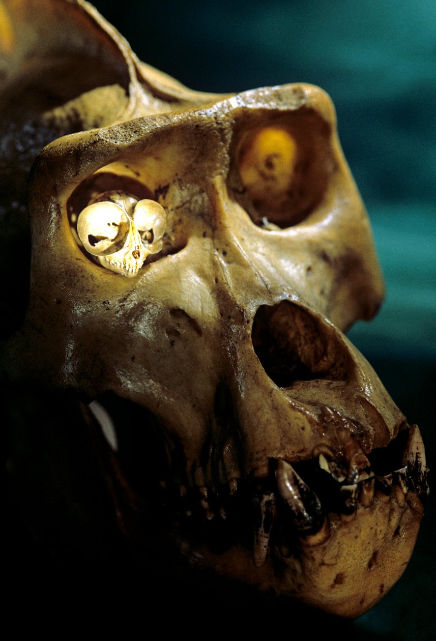 Homo Erectus, Gorilla e Tarsio, Primati più grandi e più piccoli, laboratorio di Bruce Latimer da Kenneth Garrett