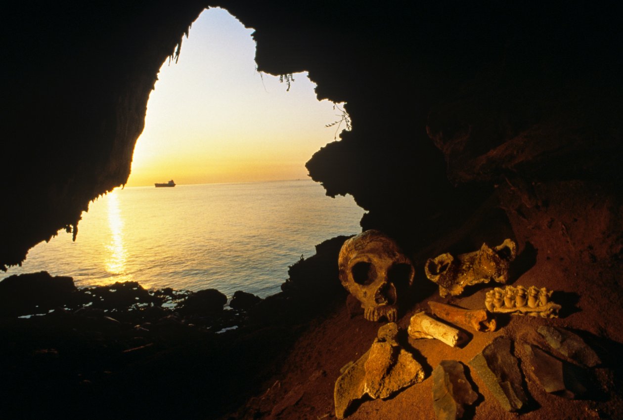 Teschio di donna Neanderthal, strumenti scheggiati e ossa di un stambecco - capra selvatica, Gibilterra, 2008 da Kenneth Garrett