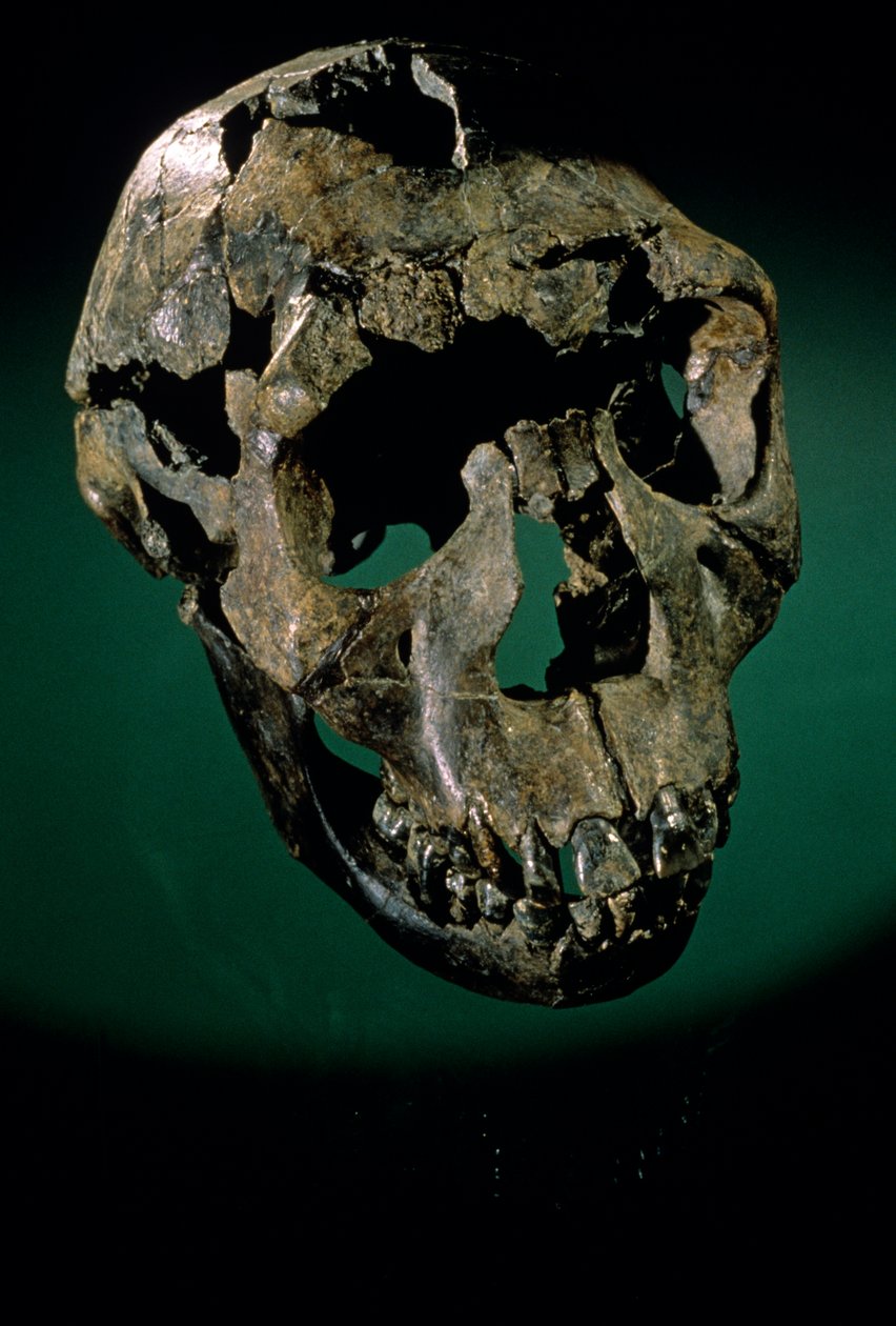 Ragazzo di Turkana, Kenya, Ovest Turkana, Lago Turkana, KNMER-WT15000, H. erectus, Nariokotome, 2008 (foto) da Kenneth Garrett