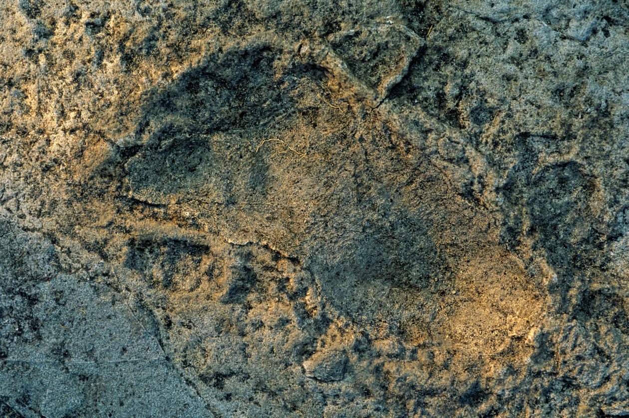 Piedi umani, tracce di Laetoli, DOH; I primi passi, 3,6 milioni di anni, impronta da Kenneth Garrett