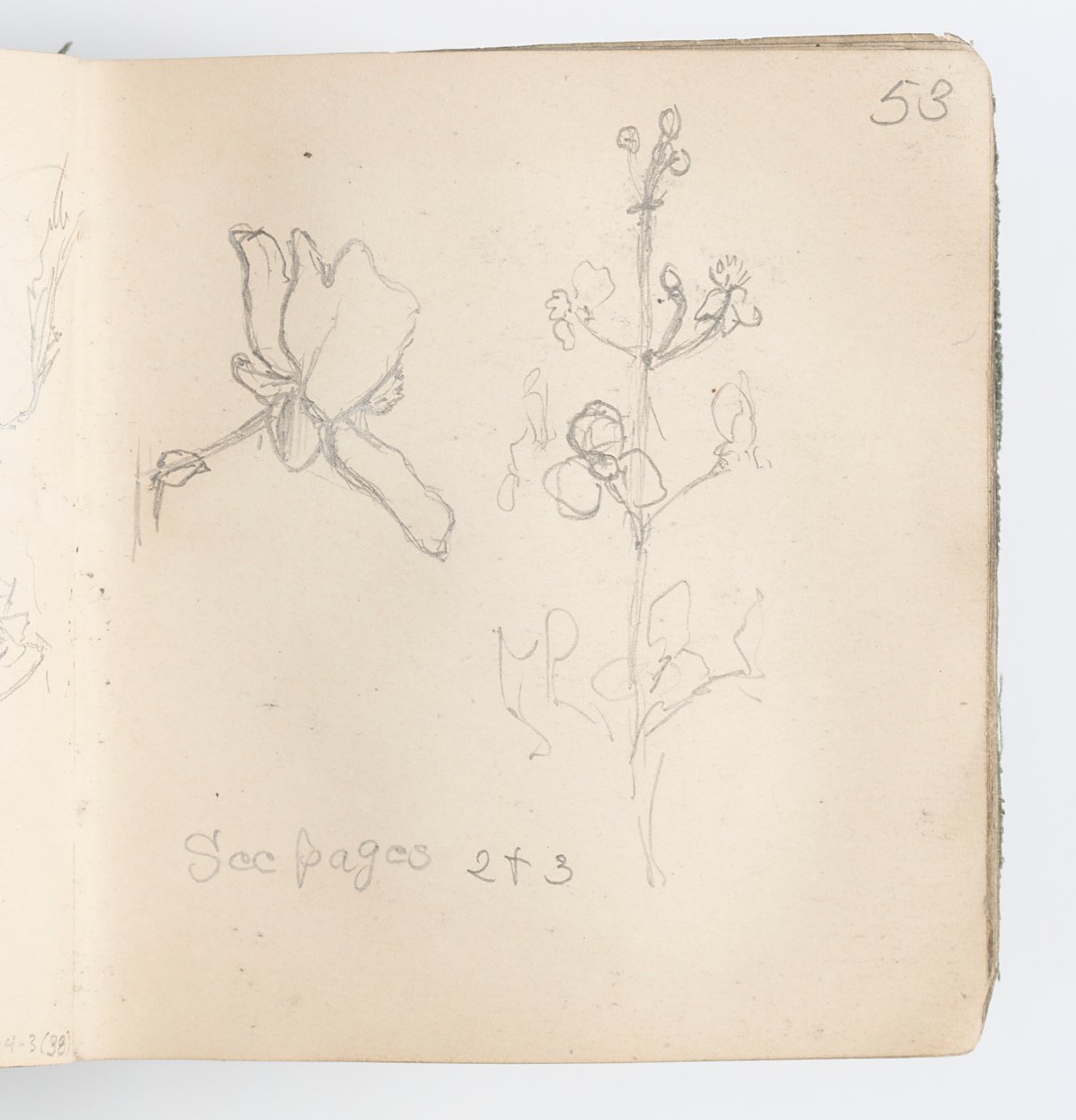 Pagina di taccuino: schizzo di fiore da Kenyon Cox