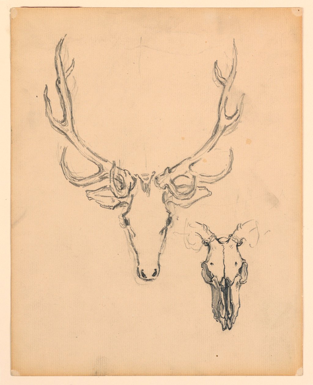 Studio di testa di cervo da Kenyon Cox
