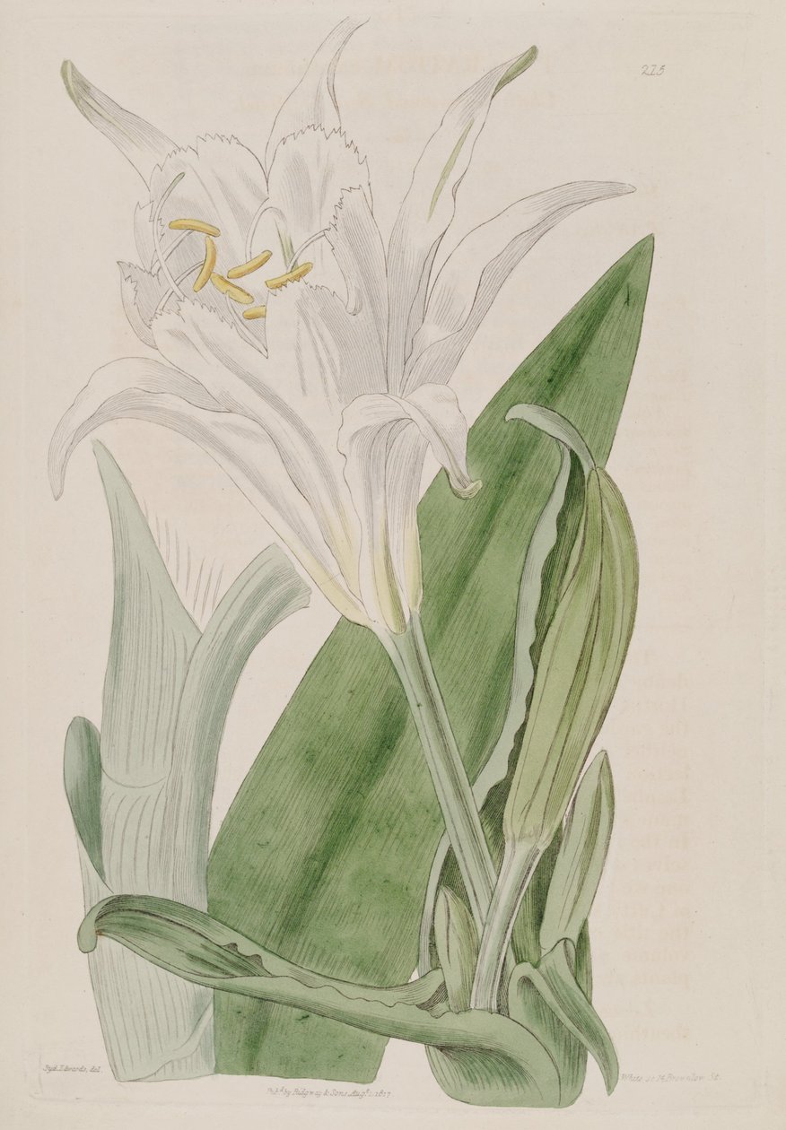Ismene narcissiflora | Ker Gawler | Stampa d'arte