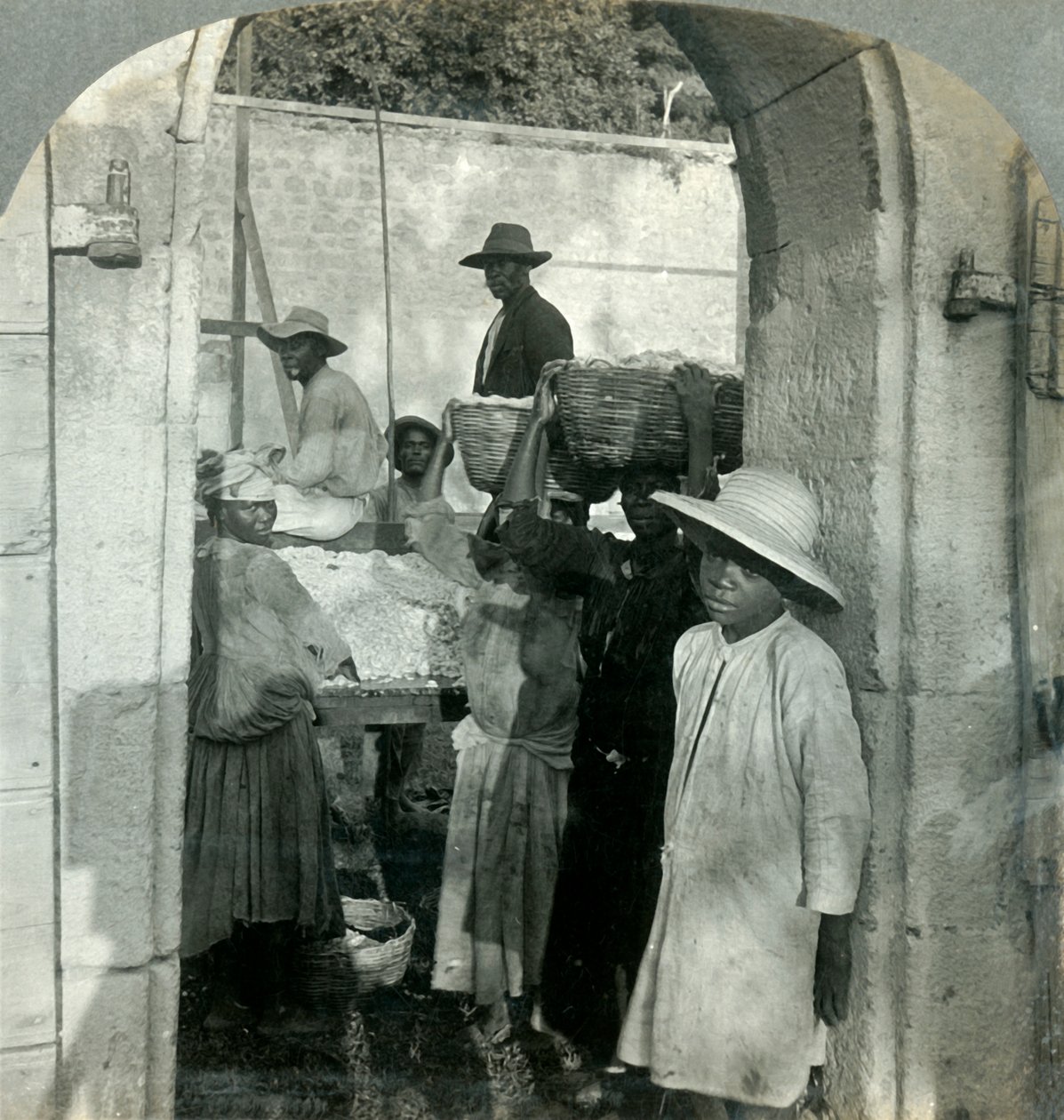 Cacao fresco dai baccelli, Dominica, B.W.I., 1893 da Keystone View Company