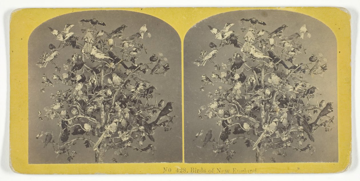 Uccelli del New England, 1855-75 da Kilburn Brothers, BW Kilburn