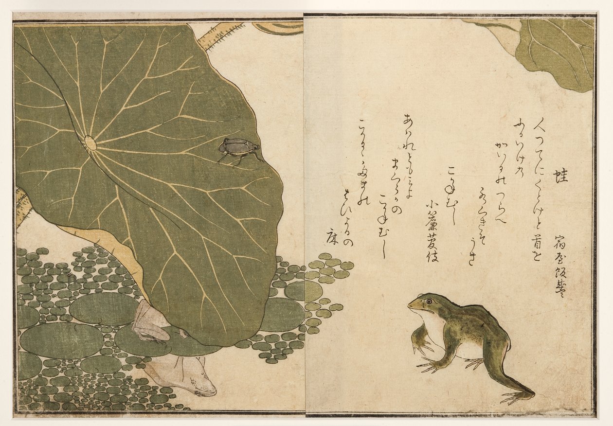 Rane e insetto dorato, 1788 da Kitagawa Utamaro