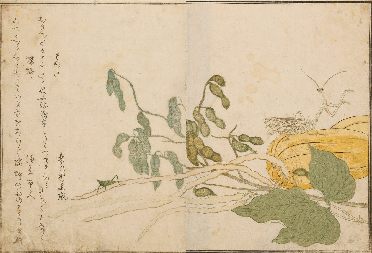 Cavalletta e mantide religiosa, 1788 da Kitagawa Utamaro