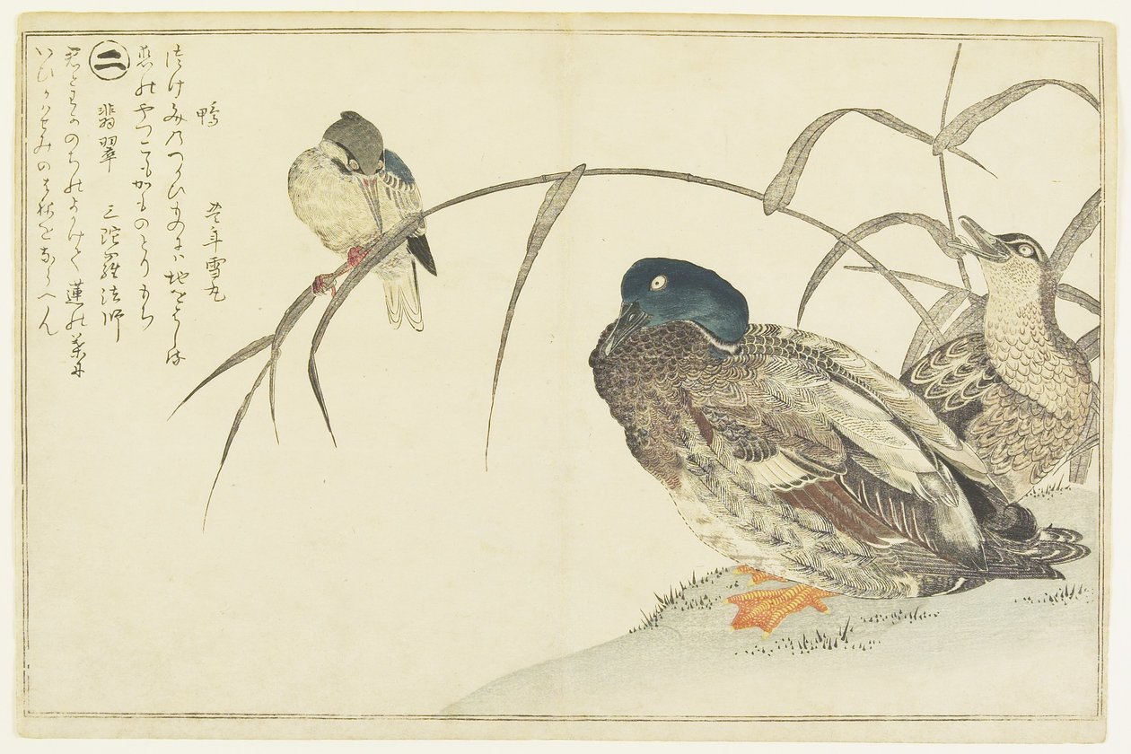 Germani reali e un martin pescatore, 1790 da Kitagawa Utamaro