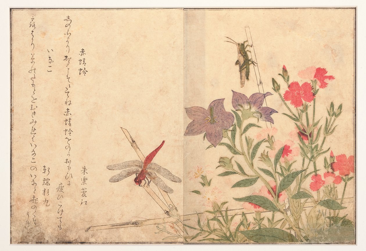 Libellula rossa e locusta del riso, 1788 da Kitagawa Utamaro