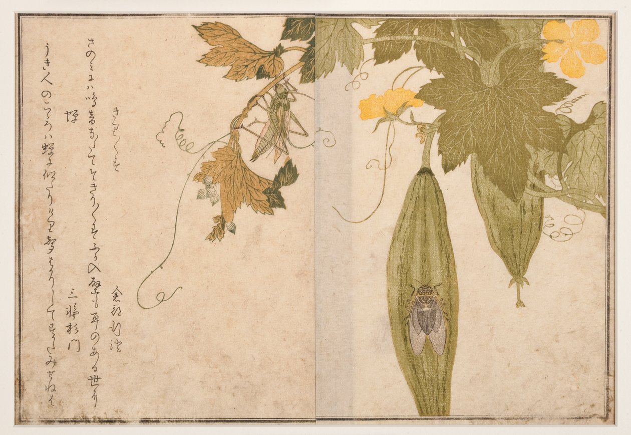 Grillo canterino su cicala, 1788 da Kitagawa Utamaro