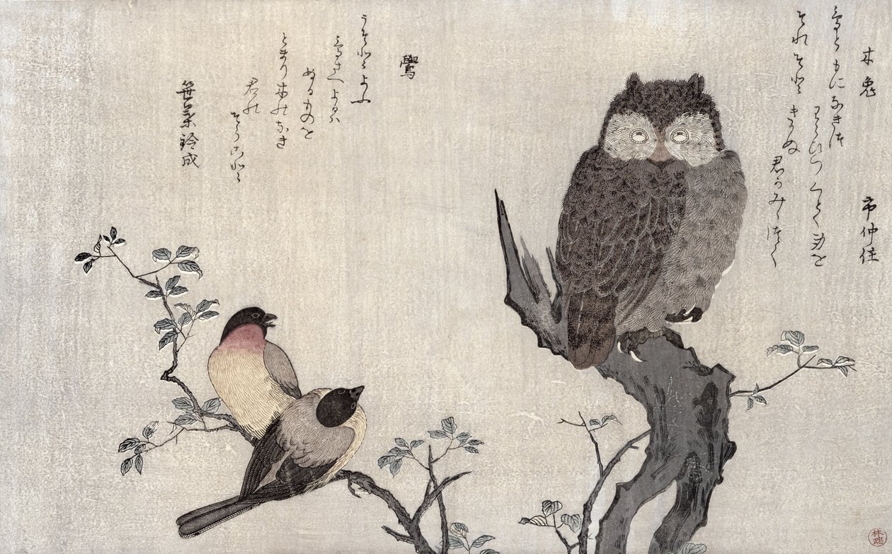 Un gufo e due fringuelli orientali, da un album 