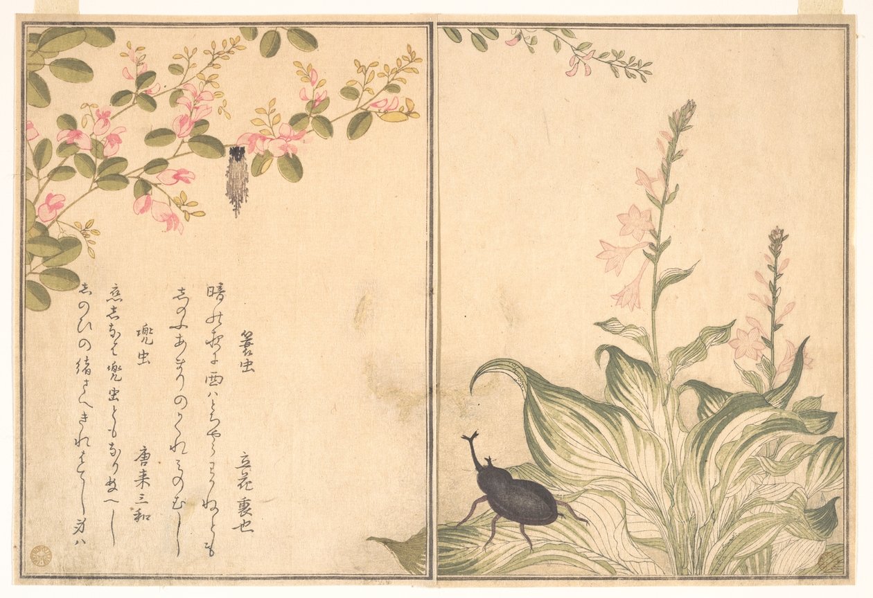Bruco porta astuccio (Minomushi); scarabeo rinoceronte (Kabutomushi), dal Libro illustrato delle creature striscianti (Ehon mushi erami) da Kitagawa Utamaro