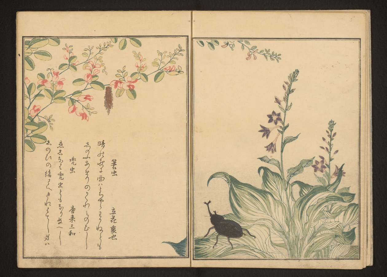 Bruco e scarabeo elmo su trifoglio e fiore di porro da Kitagawa Utamaro